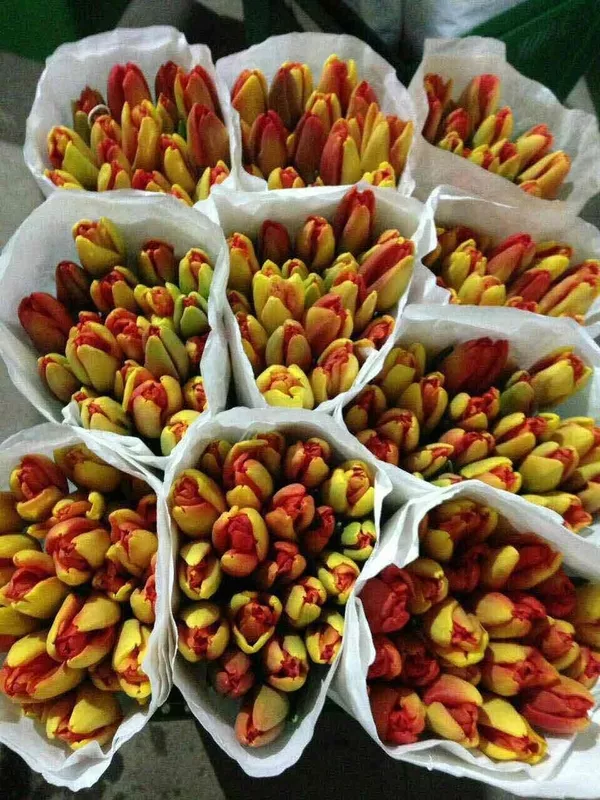Голландские тюльпаны Оптом
