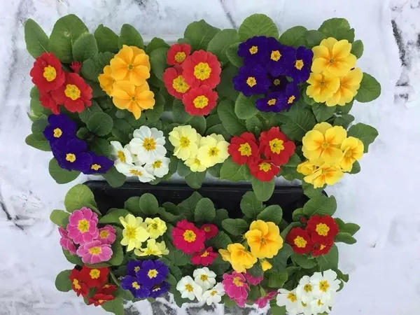 Продажа цветов с доставкой по Минску: крокусы,  примулы,  тюльпаны 3