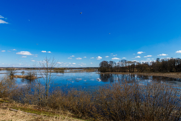 Продается ДОМ в сосновом лесу на Вилейском водохранилище 11