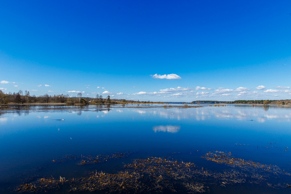 Продается ДОМ в сосновом лесу на Вилейском водохранилище 12