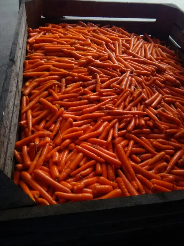 Морковь второй сорт 2