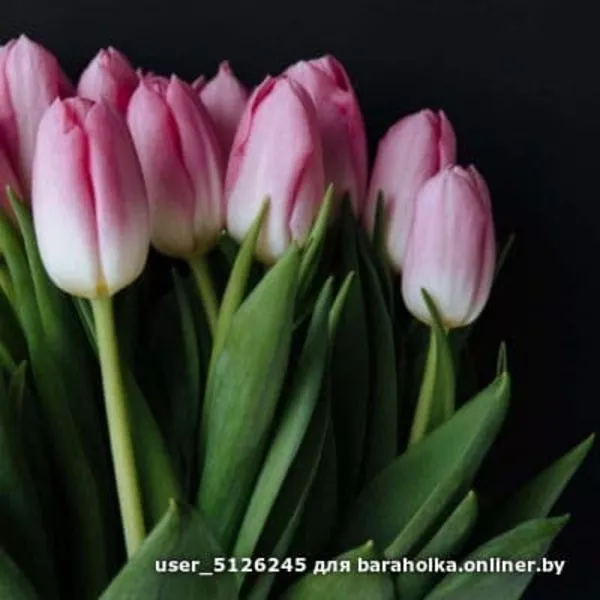Тюльпаны свежие оптом к 8 марта. 2