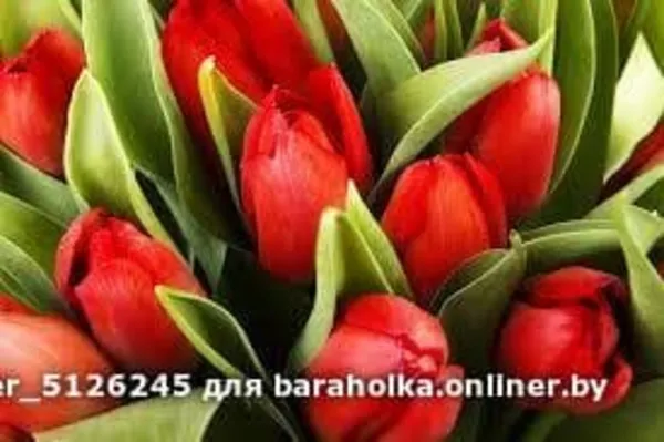 Тюльпаны свежие оптом к 8 марта. 3