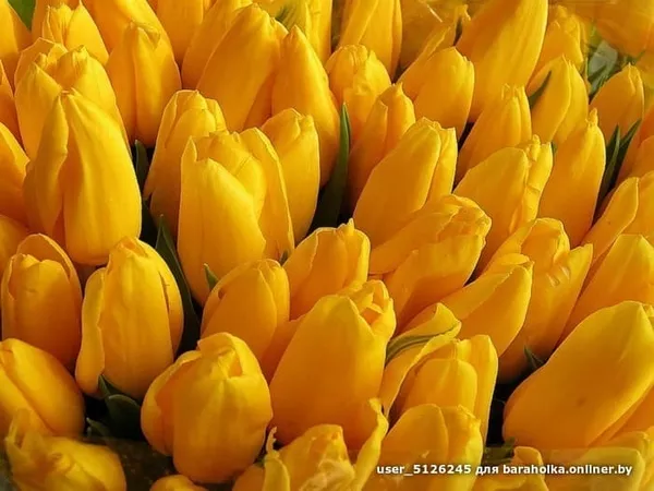 Тюльпаны свежие оптом к 8 марта. 5
