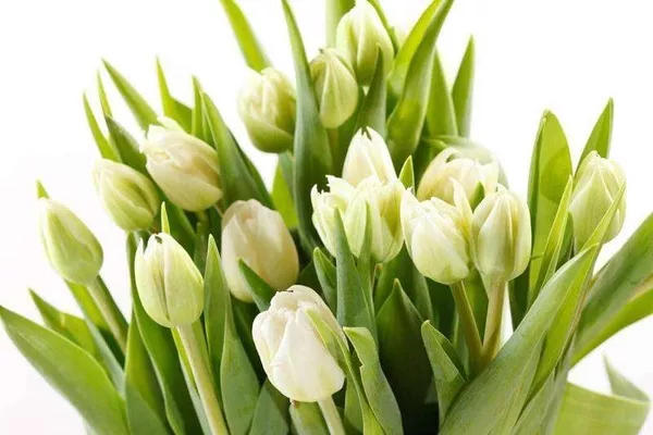 Лучшие тюльпаны к 8 марта оптом и в розницу 2