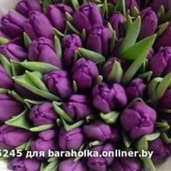 Лучшие тюльпаны к 8 марта оптом и в розницу 4