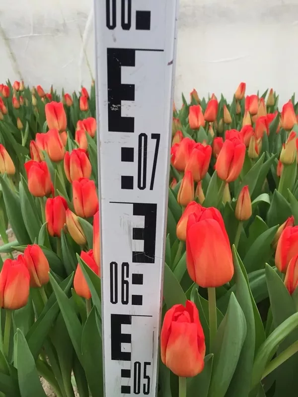 Лучшие тюльпаны к 8 марта оптом и в розницу 8