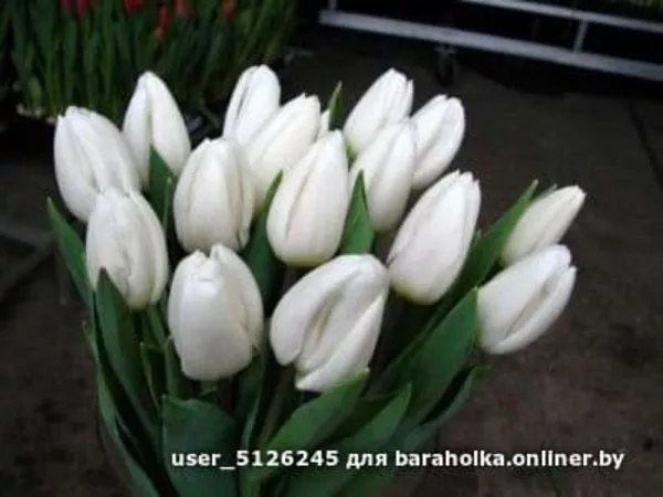 Тюльпаны белорусские оптом по низкой цене. 4