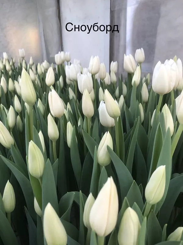 Букеты из тюльпанов к 8 марта 3