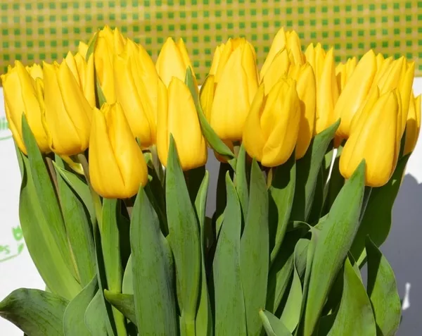 Букеты из тюльпанов к 8 марта 5