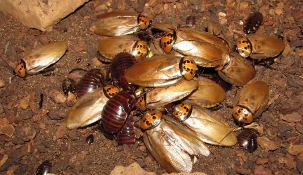 Тараканы шеститочечные собственного разведения.