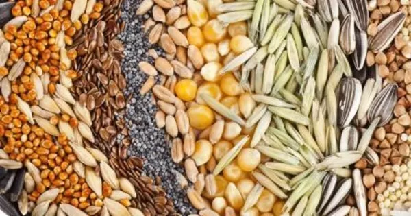 Куплю зерно,  семена,  кормовые добавки