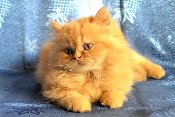 Котенок - девочка персидской породы.