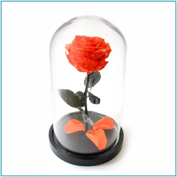 Роза в стеклянной колбе (28 см) 3