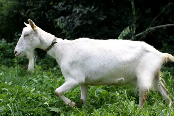 Высокоудойная зааненская коза и козленок