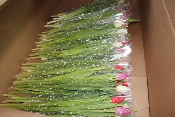 Шикарные букеты из тюльпанов к 8 Марта под заказ 3