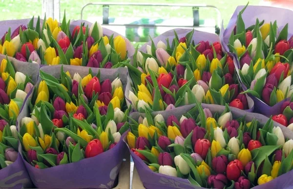 Букеты тюльпанов к 8 марта оптом и в розницу 2