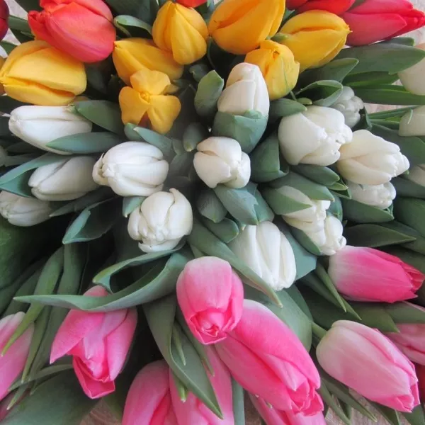 Букеты тюльпанов к 8 марта оптом и в розницу 3