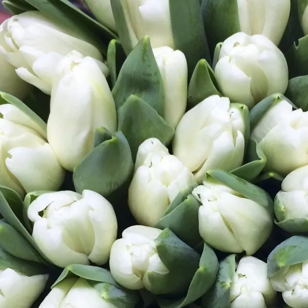 Тюльпаны свежие оптом от 500 шт 5