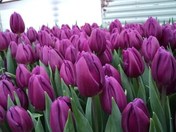 Цветы тюльпаны оптом в Минске 5