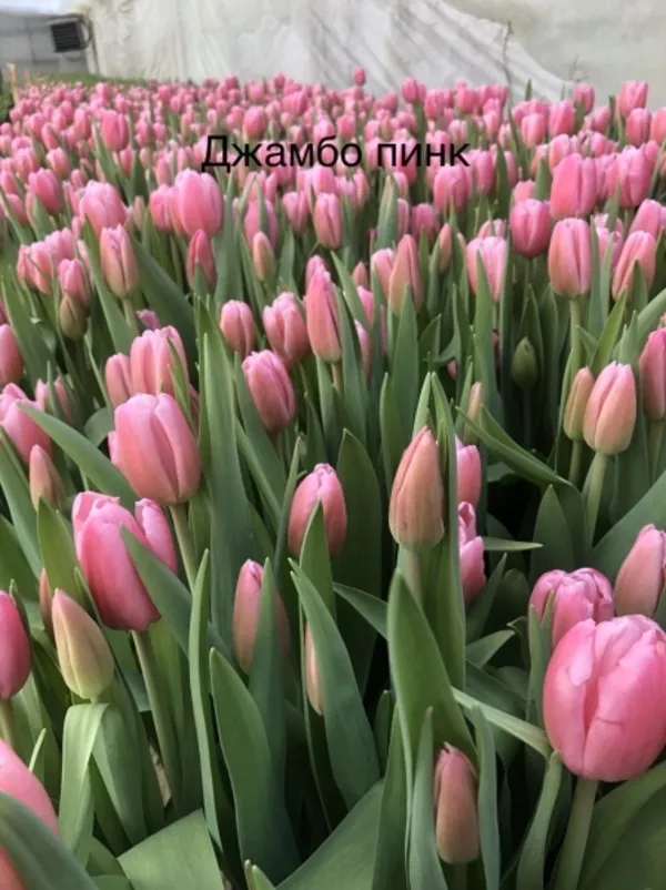 Тюльпаны. Самые востребованные Цветы на 8 Марта. Оптом. 4