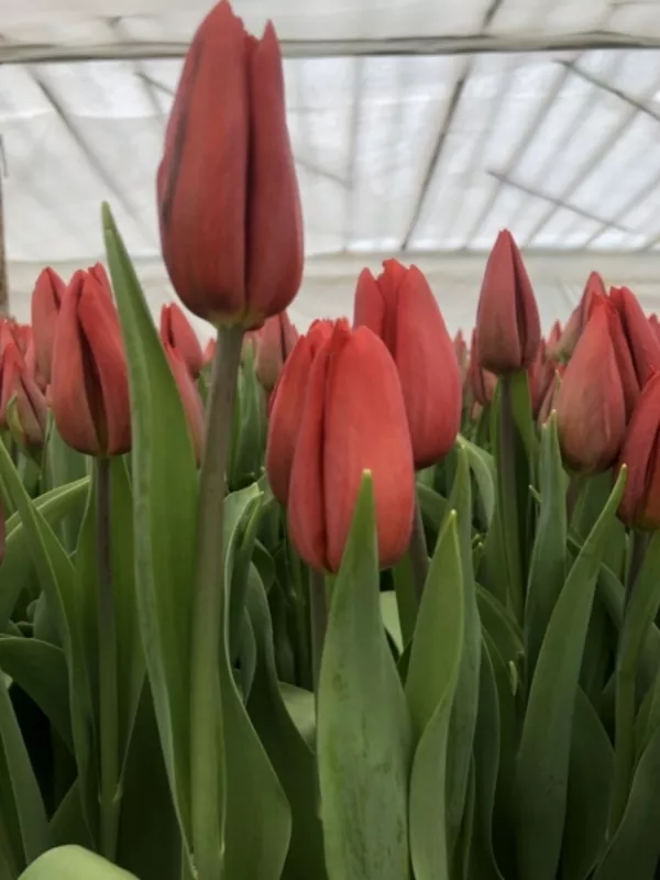 Тюльпаны. Самые востребованные Цветы на 8 Марта. Оптом. 5