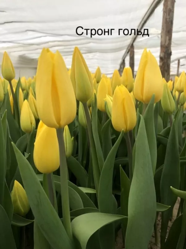 Тюльпаны оптом,  Зарабатывайте на продаже тюльпанов 8 марта. 3