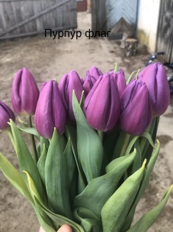 Тюльпаны реализуем оптом к 8 Марта 4