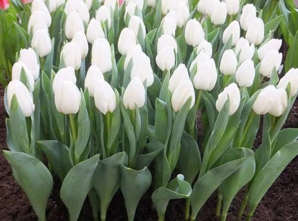 Тюльпан Роял Вирджин белый цвет 2