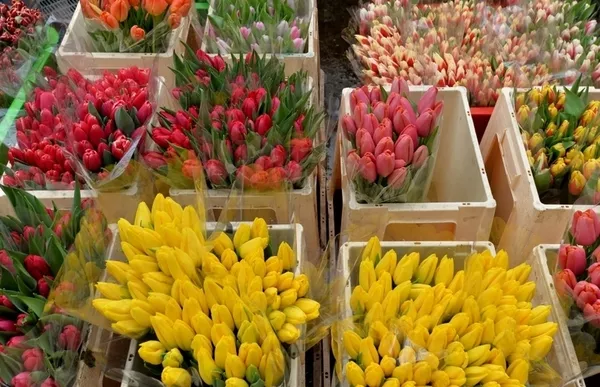 Свежие Тюльпаны Экстра класса оптом к 8 марта. 2