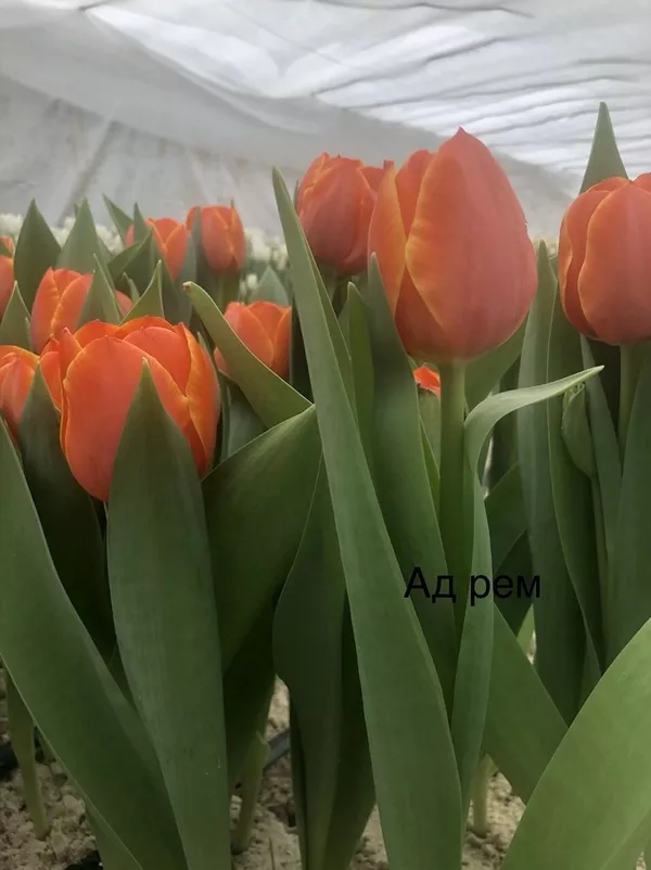 Свежие Тюльпаны Экстра класса оптом к 8 марта. 5