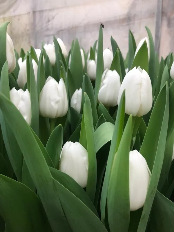 Свежие Тюльпаны Экстра класса оптом к 8 марта. 6