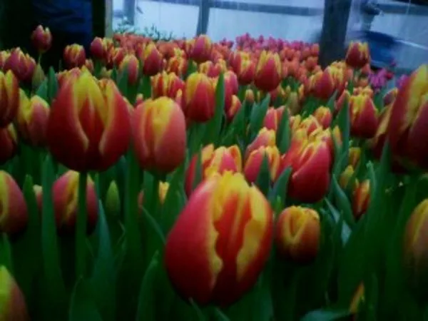 Тюльпаны оптом и в розницу к 8 марта