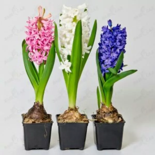 Цветы к 8 марта: нарциссы,  крокусы,  гиацинты,  примулы 3