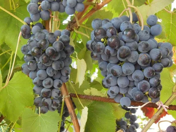 Саженцы винограда киш-миш,  Красотка,  Атос,  Антошка и др 9