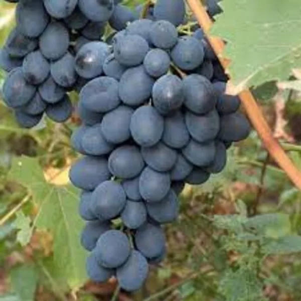 Саженцы винограда киш-миш,  Красотка,  Атос,  Антошка и др 8