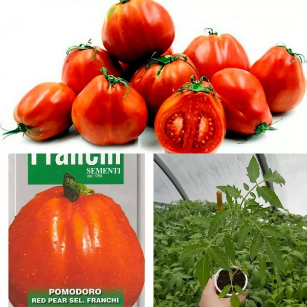 Рассада помидр (томатов) 5