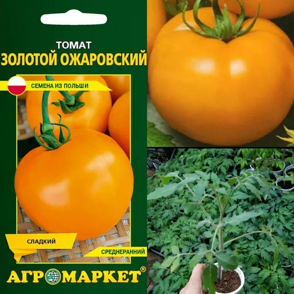 Рассада помидр (томатов) 3