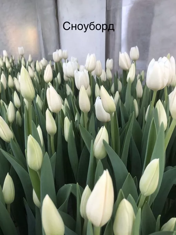Букеты из элитных тюльпанов к 8 марта,  предзаказ 3