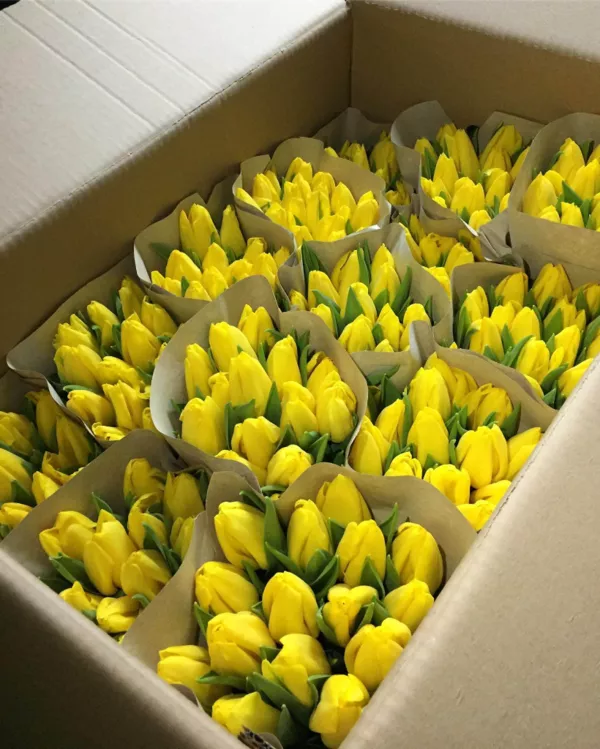Тюльпаны оптом 2022 - купить за 1, 50 руб в Минске 5