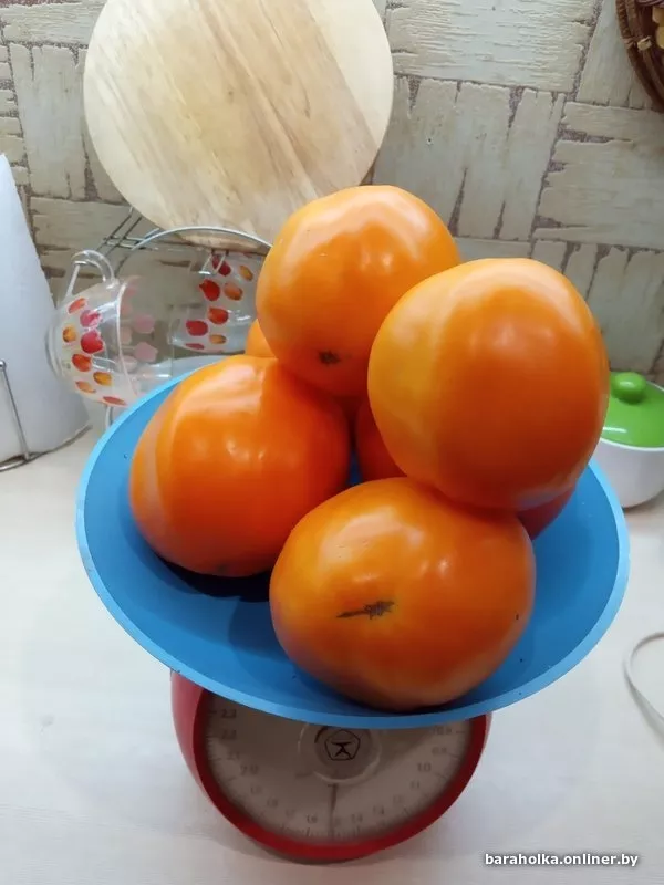 Рассада помидор и огурцов 2