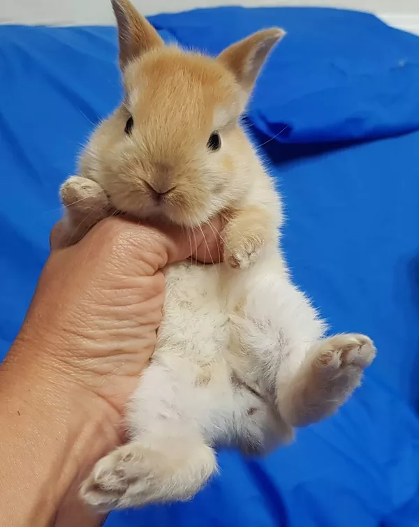 Карликовые кролики.крольчата. 2