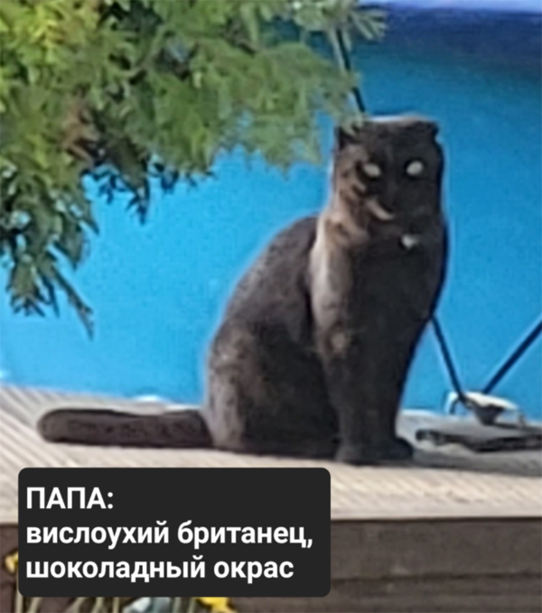 Продам Продам 3 котят 5