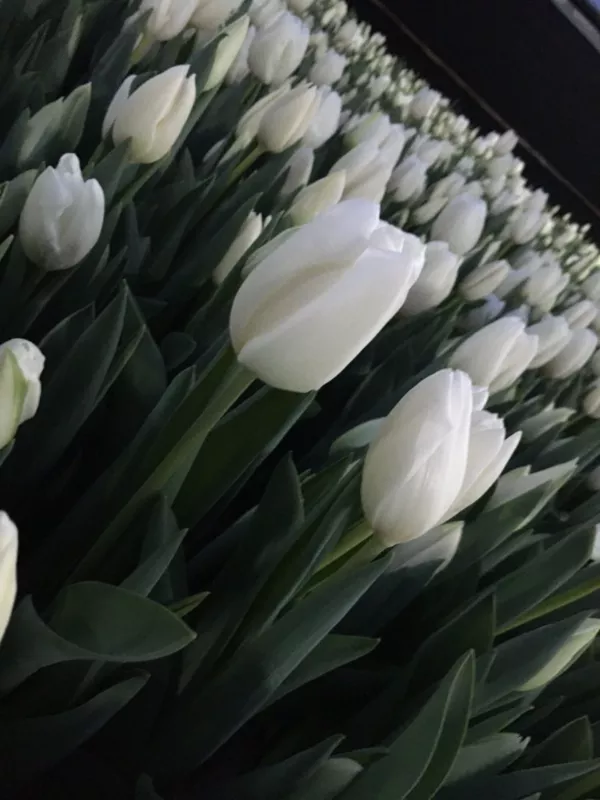 Тюльпаны опт красные. Документы. 5