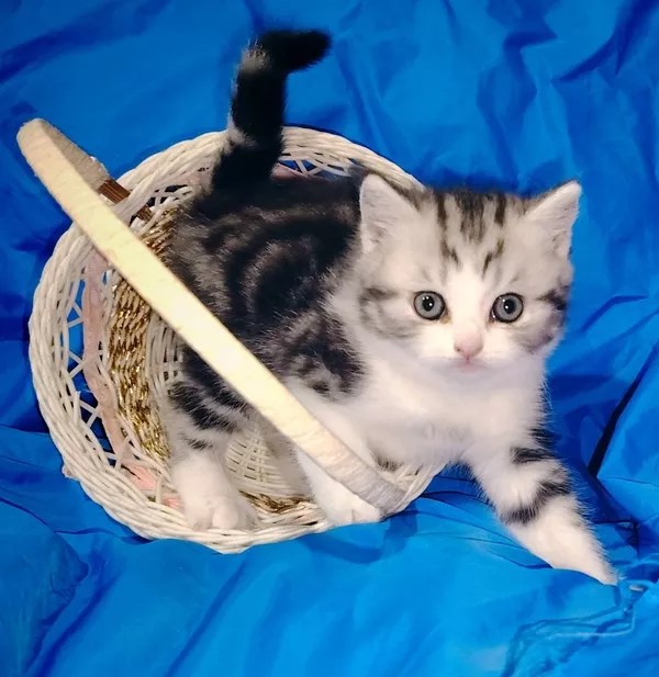 Котята девочки шотландские. 2
