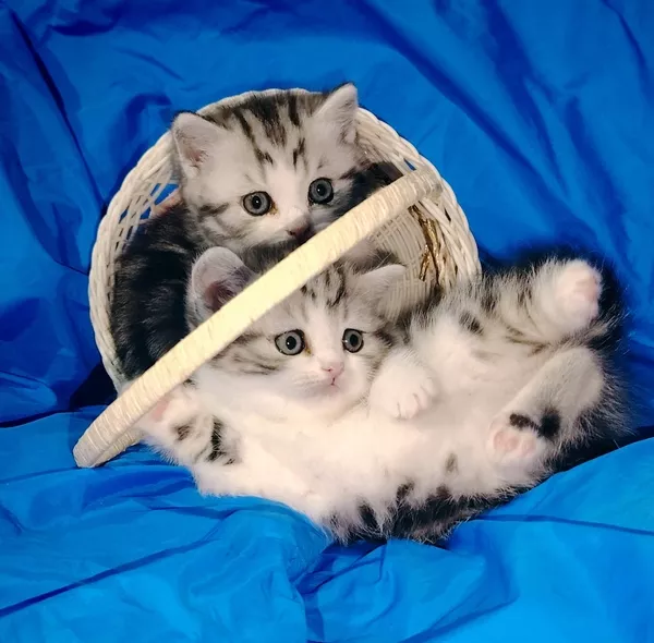 Котята девочки шотландские. 4