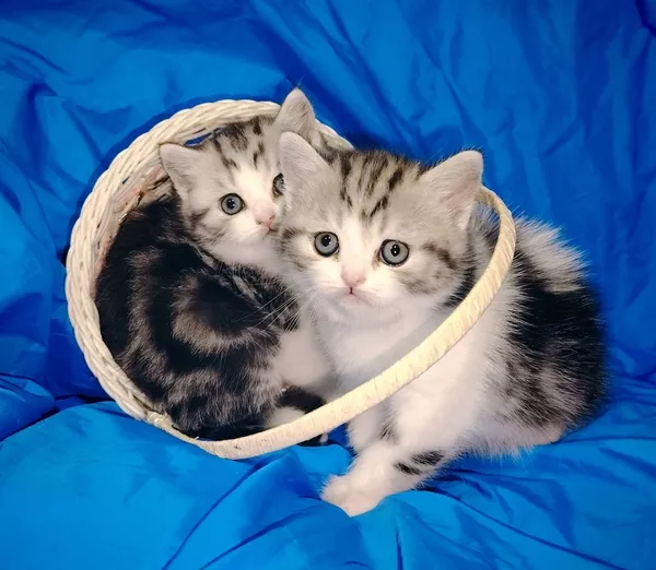 Котята девочки шотландские. 3