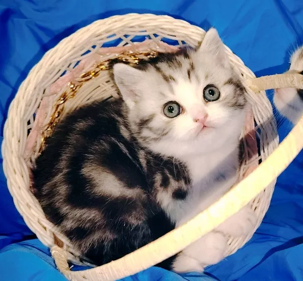 Котята девочки шотландские. 5