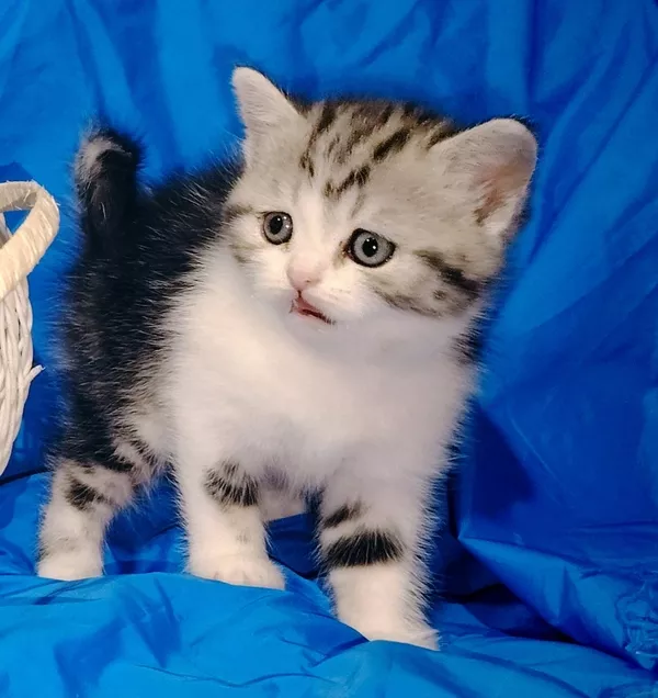 Котята девочки шотландские.