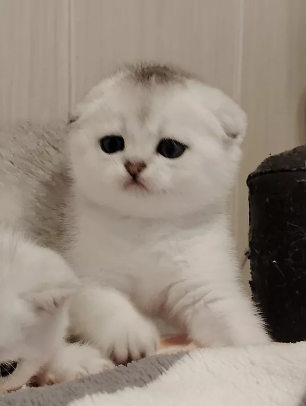Породистые шотландские котята, большой выбор. 4